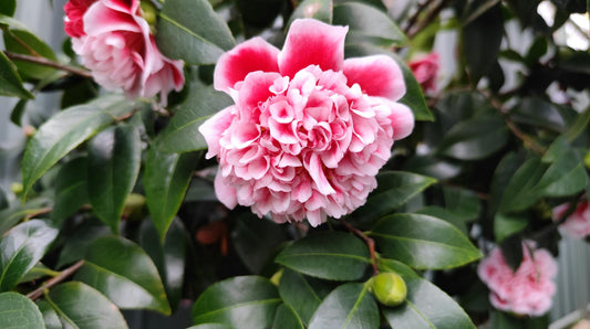 Could Pollen Be the Future of Sustainable Sun Protection